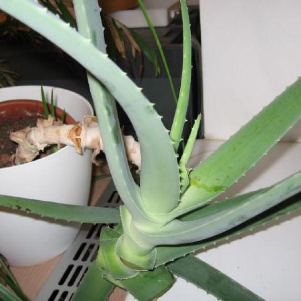 Co to je za druh Aloe?