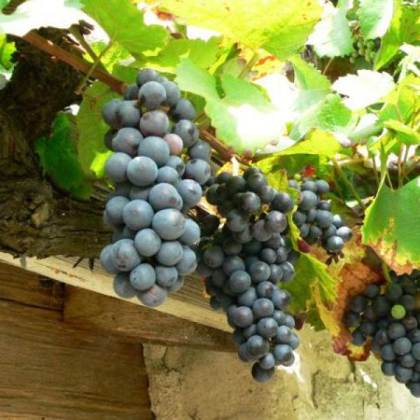 Alfréd - 8.měsíců, 10 kg, čtyři zuby...a nespí.