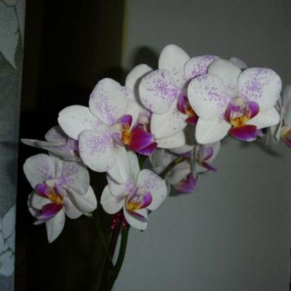 to jsou zase moje orchidejky