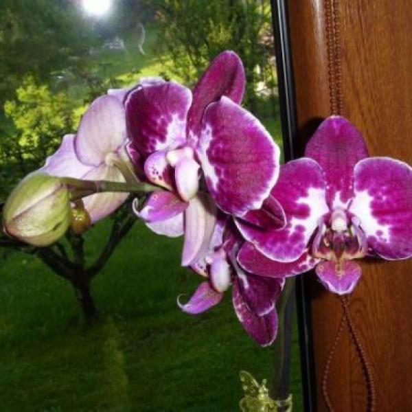 to jsou zase moje orchidejky