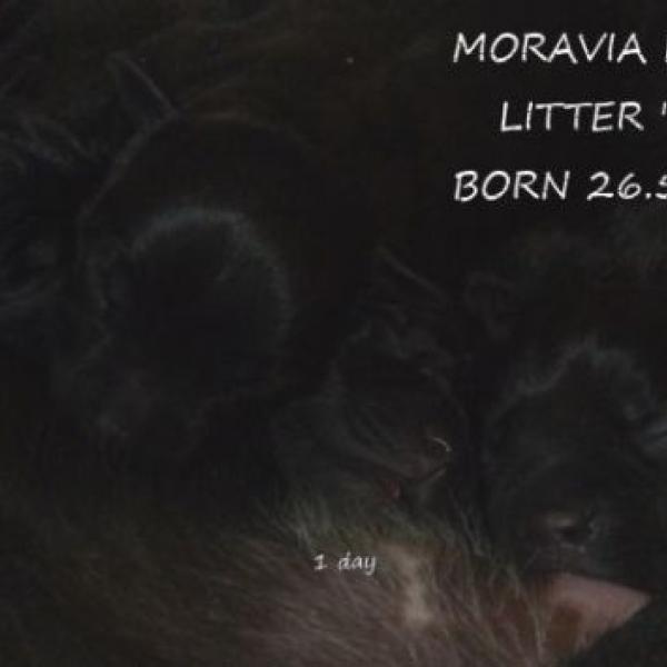 Máme štěňátka :)