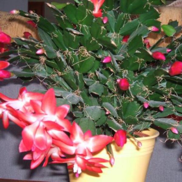 vánoční kaktusy
