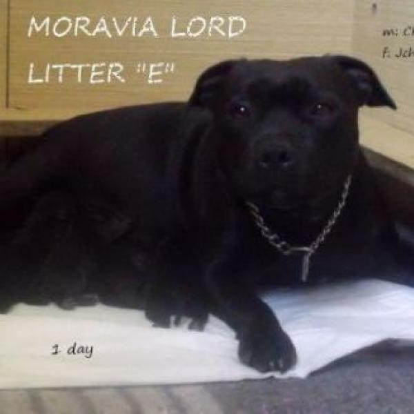 Máme štěňátka :)