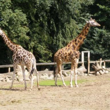 ZOO Lešná