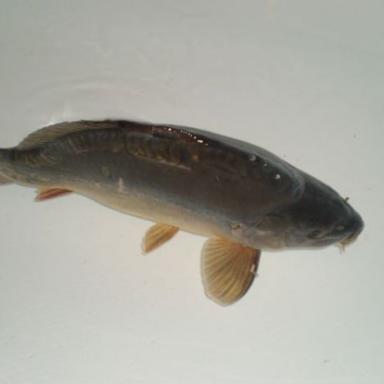 fotecky