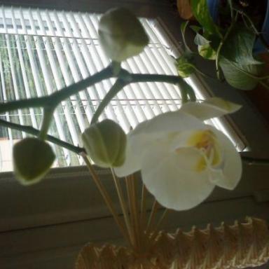 Vykvetla mi doma orchidej a oblečky :-)