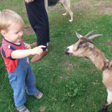 domácí zoo