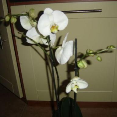 Jaký je to druh orchideje?